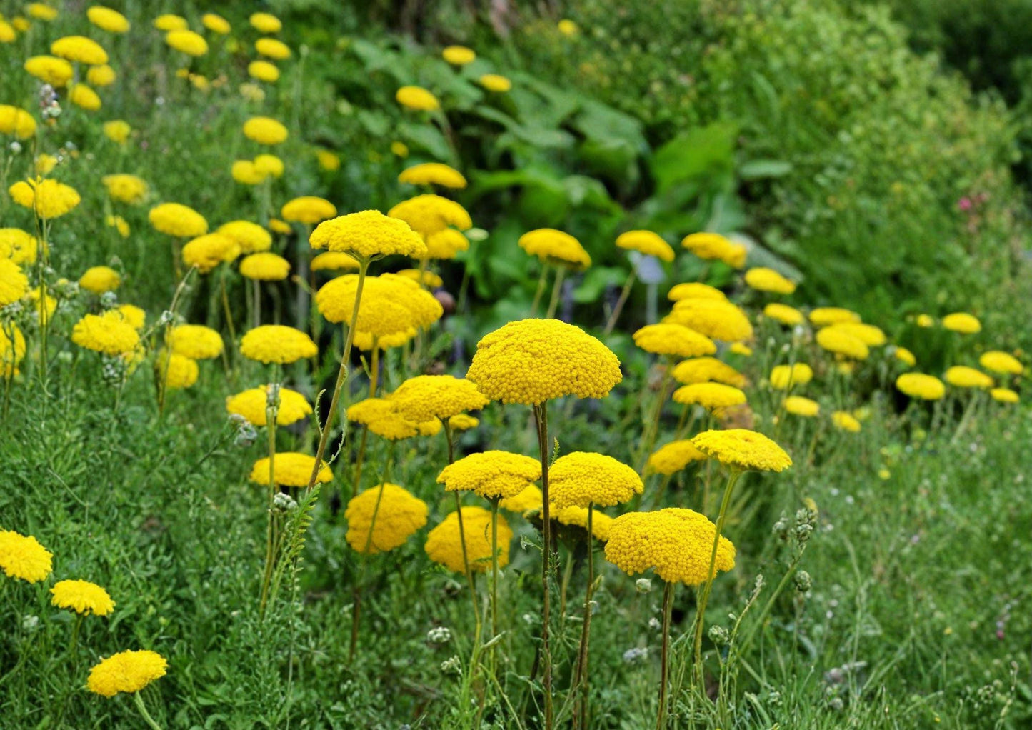 Gold Yarrow Seeds - Achillea filipendulina - Bright Yellow Perennial Wildflower for Pollinator Gardens & Borders - Drought Tolerant