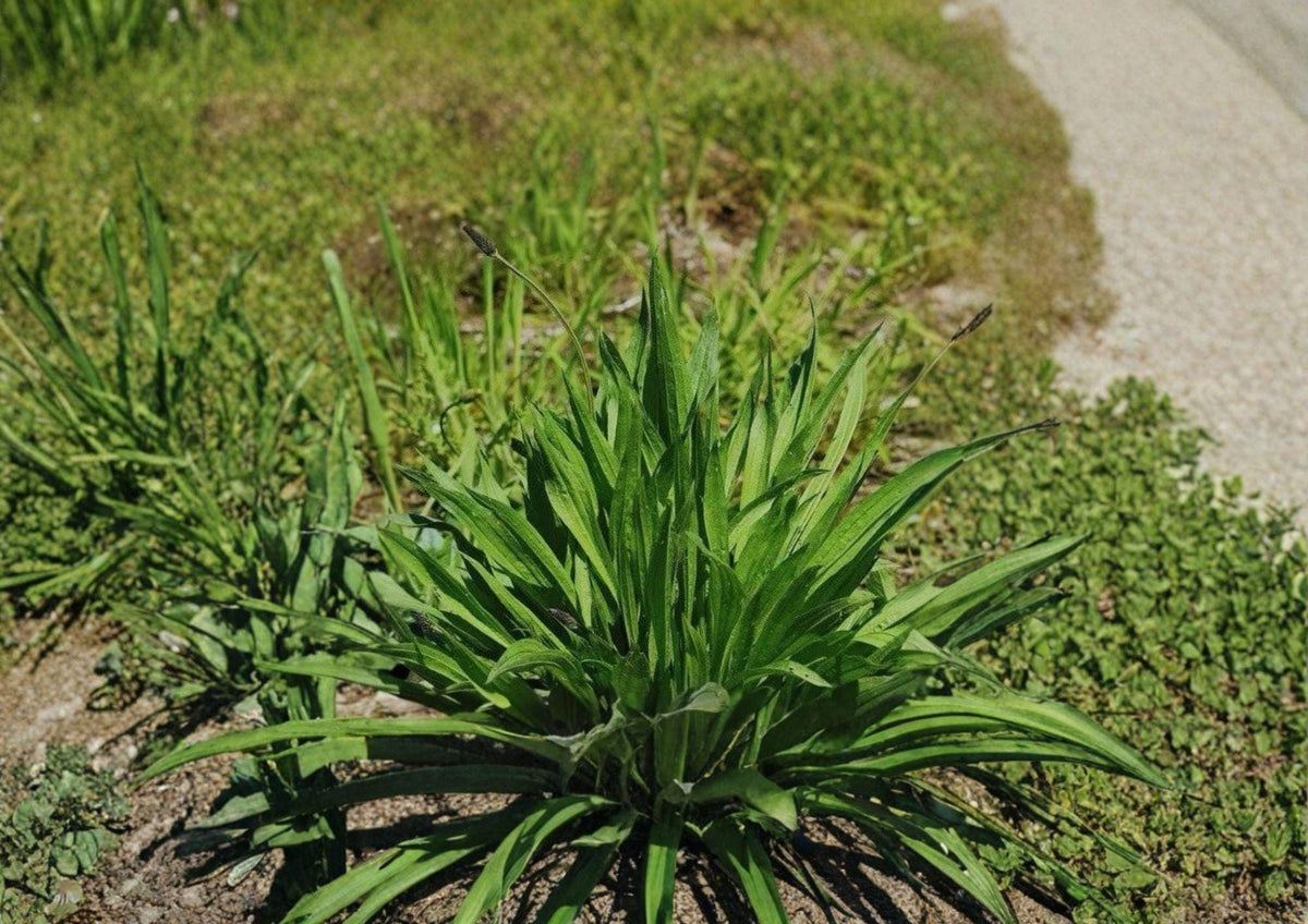 Plantago Lanceolata Seeds | Heirloom Non-GMO Medicinal Herb | Hardy Perennial Wild Herb for Garden Planting