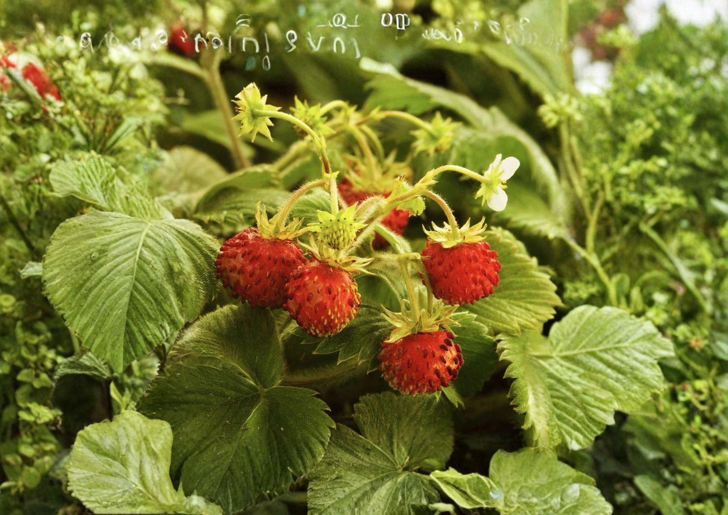 Wild Strawberry Seeds, Fragaria vesca, Heirloom Non-GMO Alpine Groundcover, Edible Fruit, 100+ Seeds