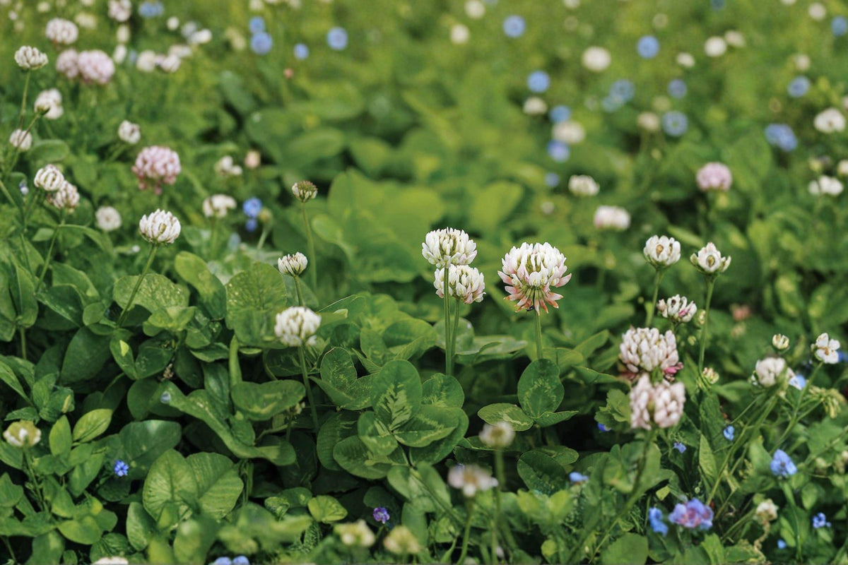 White Dutch Clover Seeds - Non-GMO Perennial Cover Crop, Nitrogen-Fixing, Pollinator-Friendly, Lawn & Garden Ground Cover