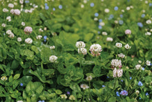 White Dutch Clover Seeds - Non-GMO Perennial Cover Crop, Nitrogen-Fixing, Pollinator-Friendly, Lawn & Garden Ground Cover