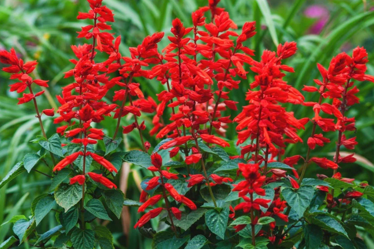 Scarlet Sage Seeds, Hummingbird & Pollinator Friendly, Medicinal Herb, Salvia coccinea, Vibrant Red Flowers, Garden & Herb Plants