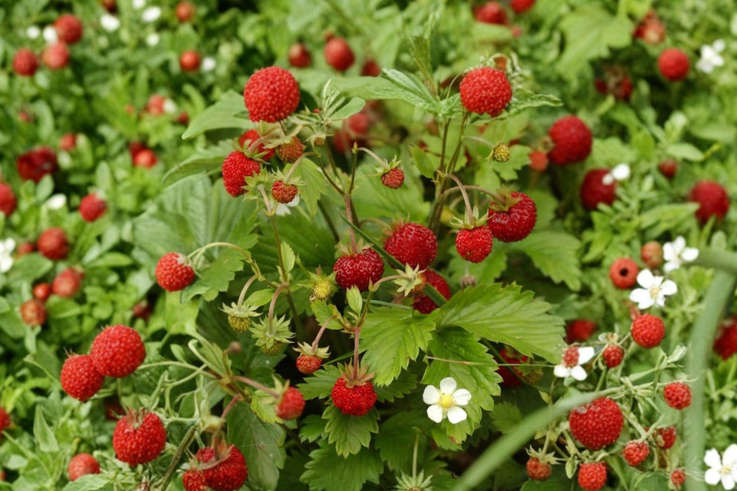 Wild Strawberry Seeds – Alpine Groundcover Berry Plants, Non-GMO, Fragaria vesca