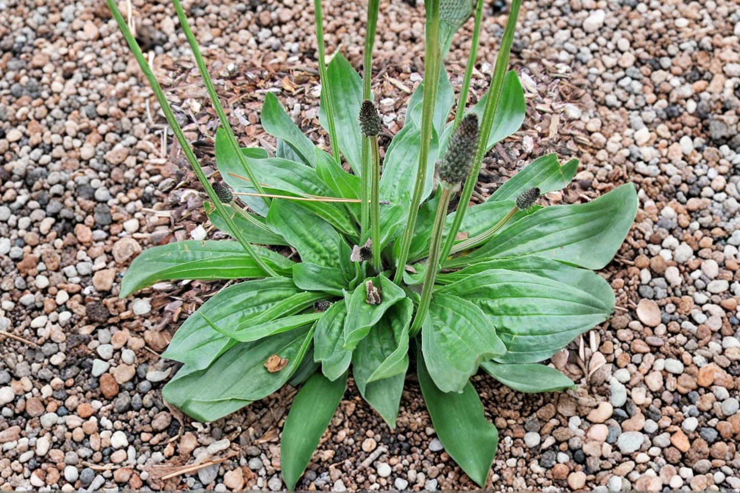 Boston Plantain Seeds - Medicinal Herb, Herbal Tea, Pollinator Friendly Garden Plantago lanceolata, Non-GMO, Hardy Wild Herb