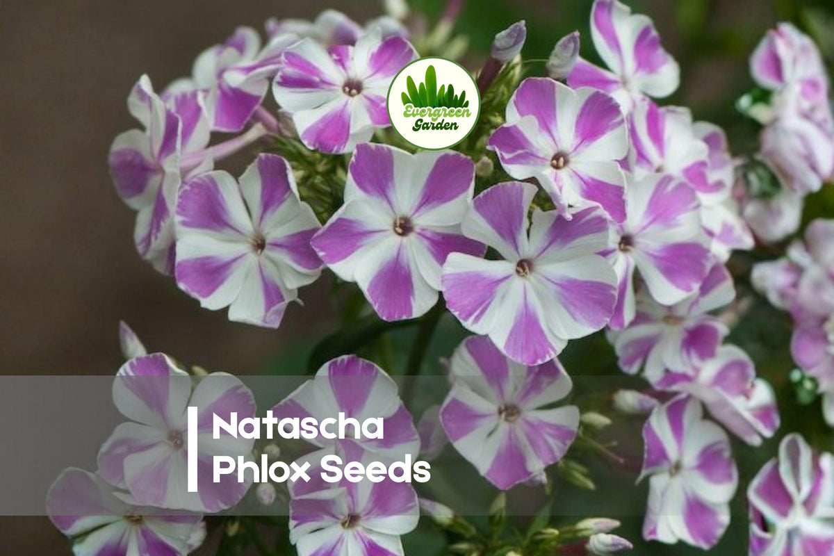 100 Natascha Phlox Seeds - Pink & White Striped Perennial Flower for Borders, Pollinator Gardens, Phlox paniculata