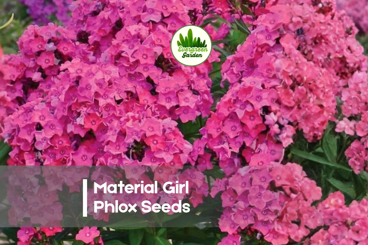 100 Material Girl Pink Phlox Seeds - Perennial Flower for Borders, Pollinator Gardens, Phlox paniculata