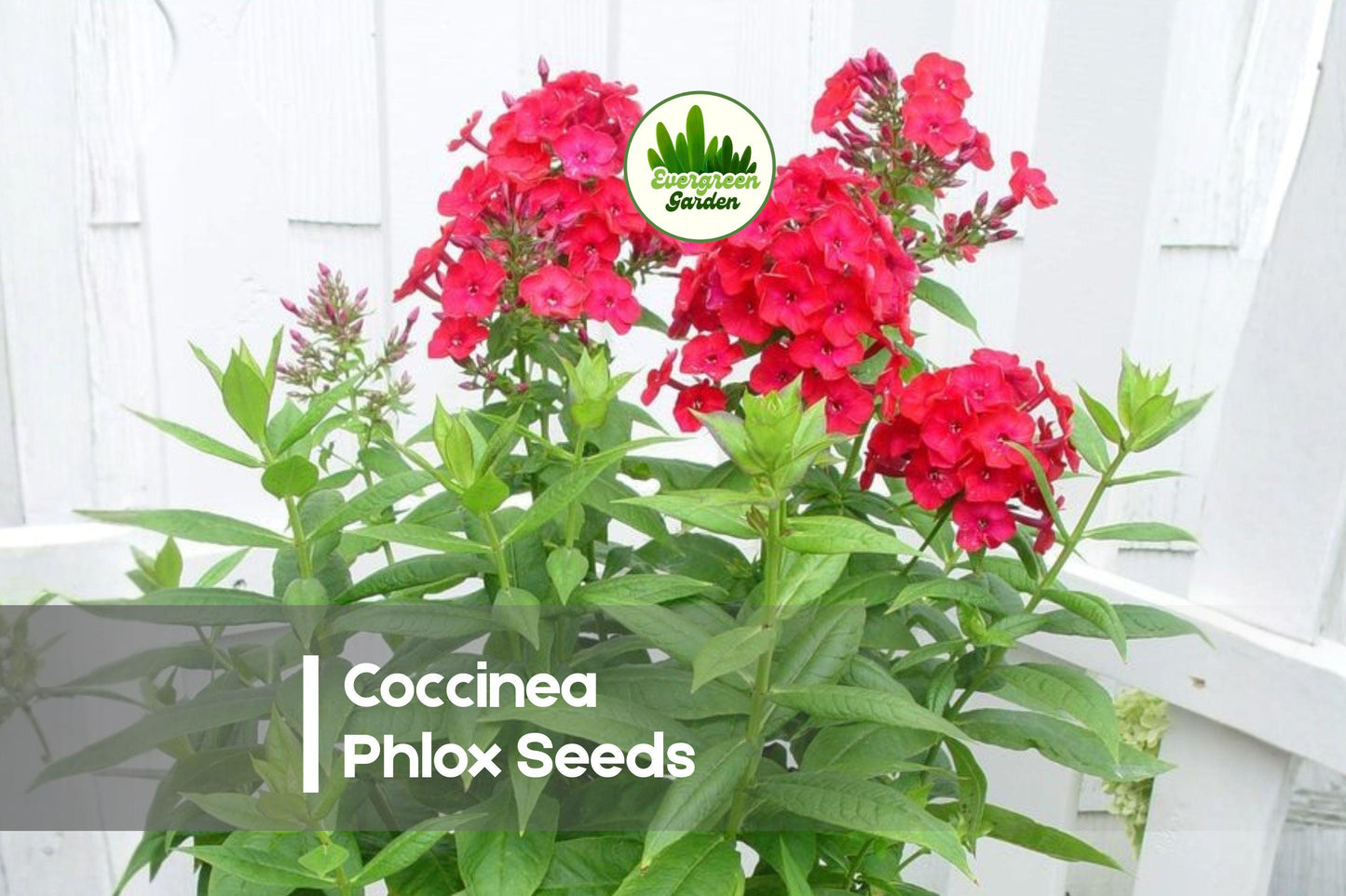 Coccinea Phlox Seeds – Scarlet Red Annual Flower for Borders, Containers & Pollinator Gardens – Phlox drummondii