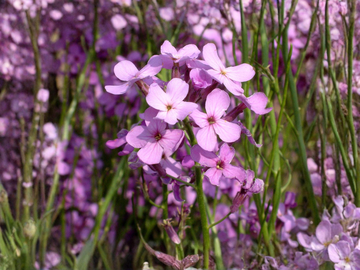 Dame’s Rocket Flower Seeds | Hesperis matronalis | Purple, Lavender, Pink, White | Cottage Garden, Natural Landscape