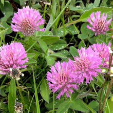 Red Clover Seeds 100 Pack, Purple Flower, Nitrogen Fixing Cover Crop, Pollinator Forage, Trifolium pratense