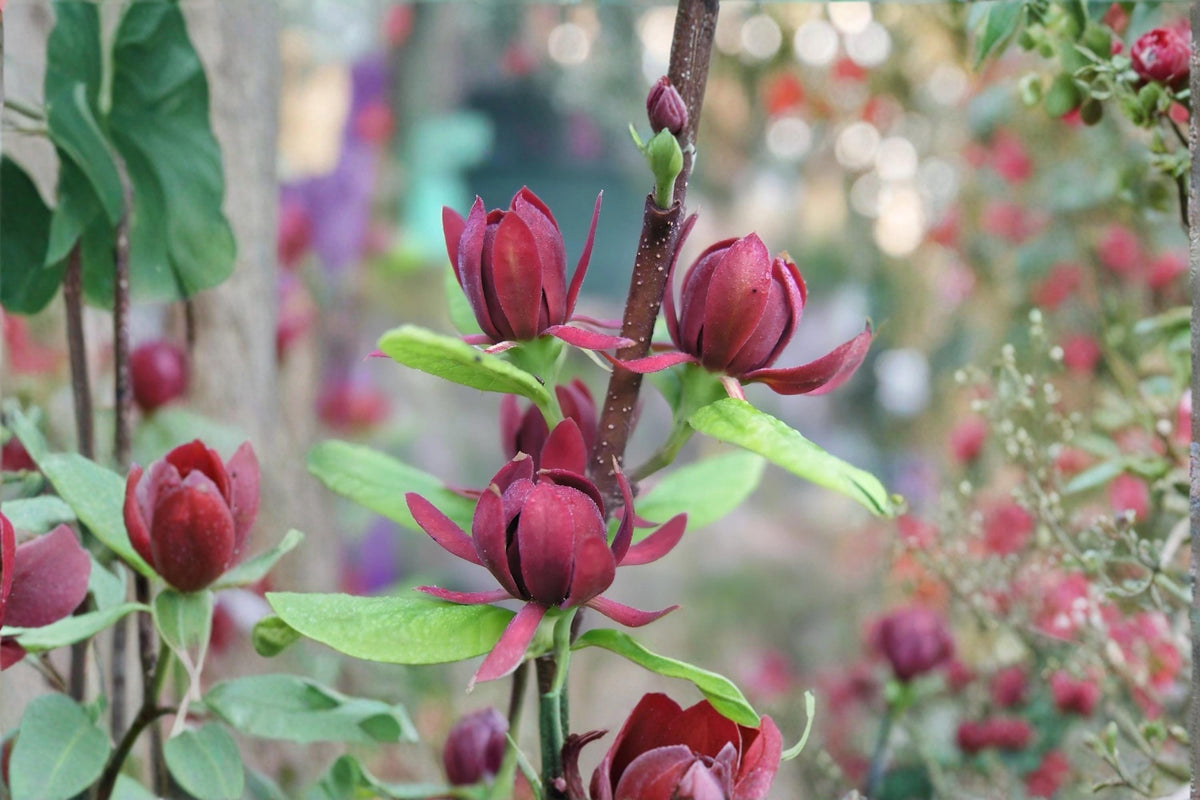 Sweetshrub Plants 1-2 ft Tall, Fragrant Garden Shrub, Calycanthus floridus, Ornamental Bush, Carolina Allspice, Landscape Planting