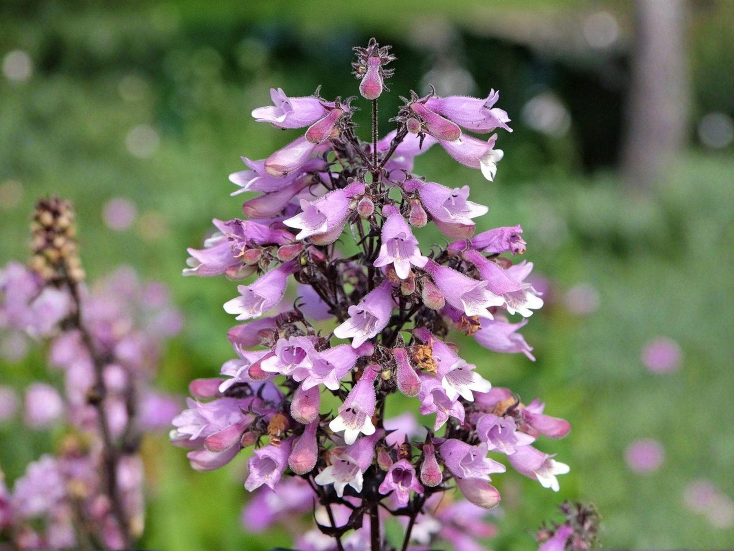 Calico Beardtongue Seeds – Heirloom Wildflower for Native Pollinator Gardens – Penstemon calycosus, Lavender Pink, Non-GMO