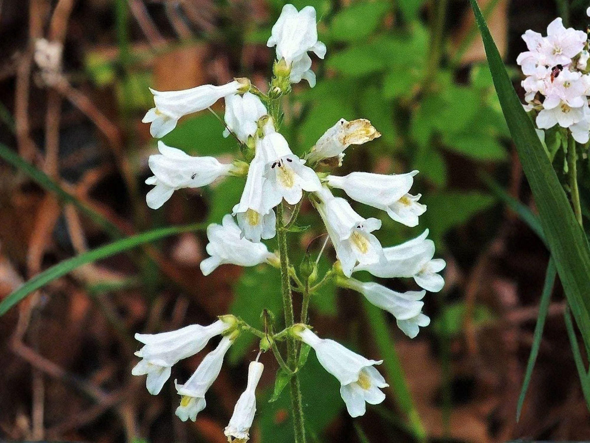 Foxglove Beardtongue Seeds – Penstemon digitalis Heirloom Non-GMO Wildflower Seeds for Native and Pollinator Gardens