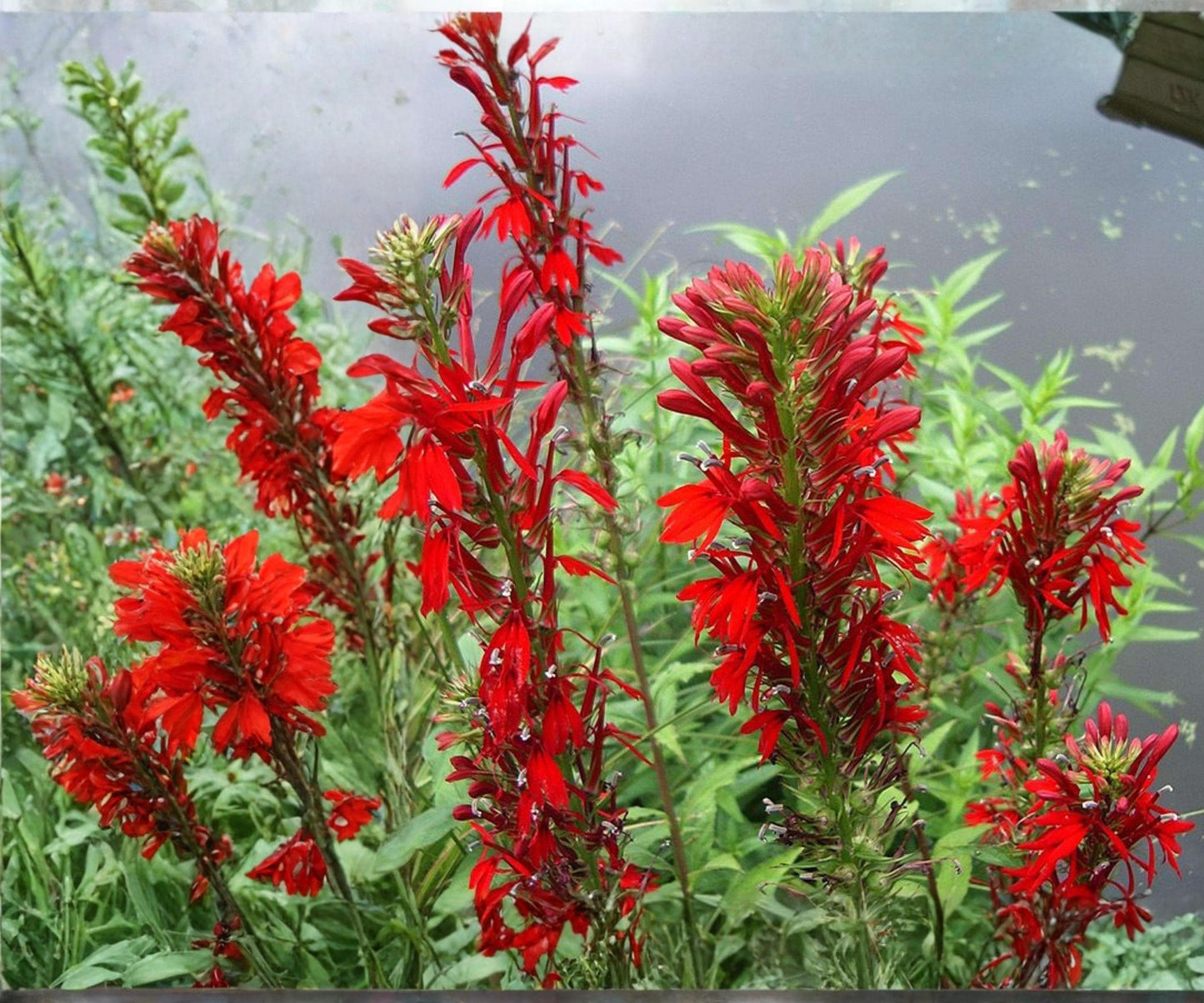 Cardinal Flower Live Plant – Lobelia cardinalis – Aquatic Marginal Plant for Ponds, Bog Gardens & Wetlands