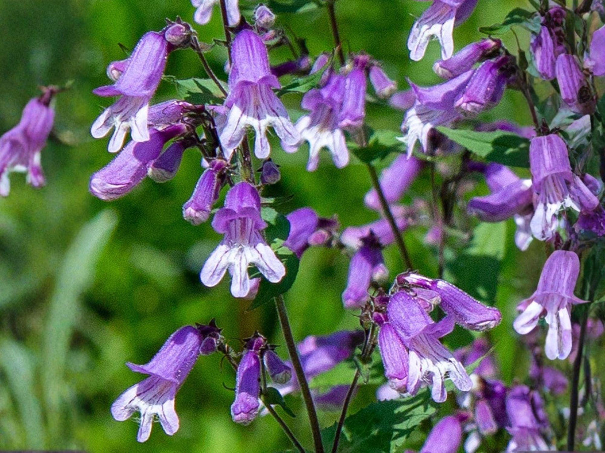 Hairy Beardtongue Seeds – Heirloom Wildflower for Native Pollinator Gardens – Penstemon hirsutus, Lavender-Purple, Non-GMO, Open-Pollinated