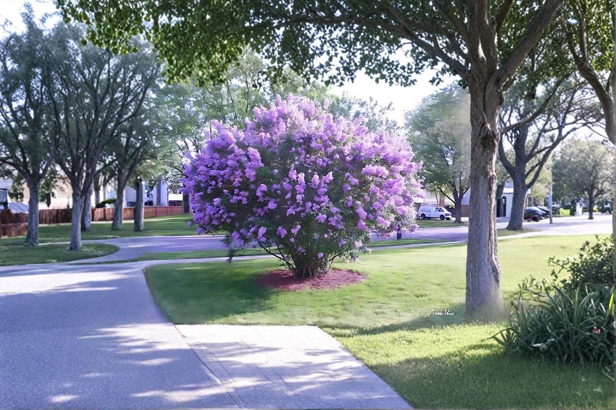 Purple Lilac Plants – 1 ft Tall, Fragrant Syringa vulgaris Shrubs, Garden Borders & Hedges, Live Bare Root Flowering Shrubs
