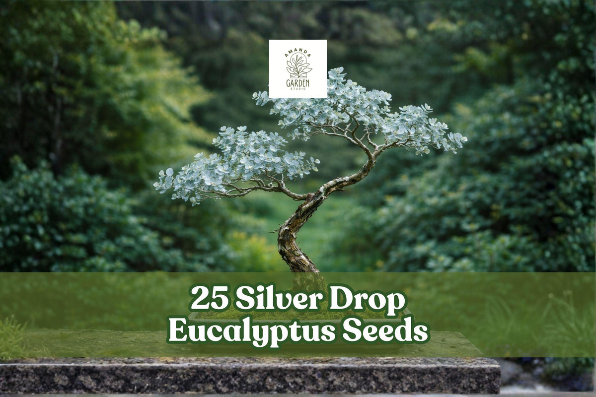 25 Silver Drop Eucalyptus Seeds – Bonsai & Garden Ornamental Tree, Aromatic Silver Blue Foliage, Eucalyptus gunnii