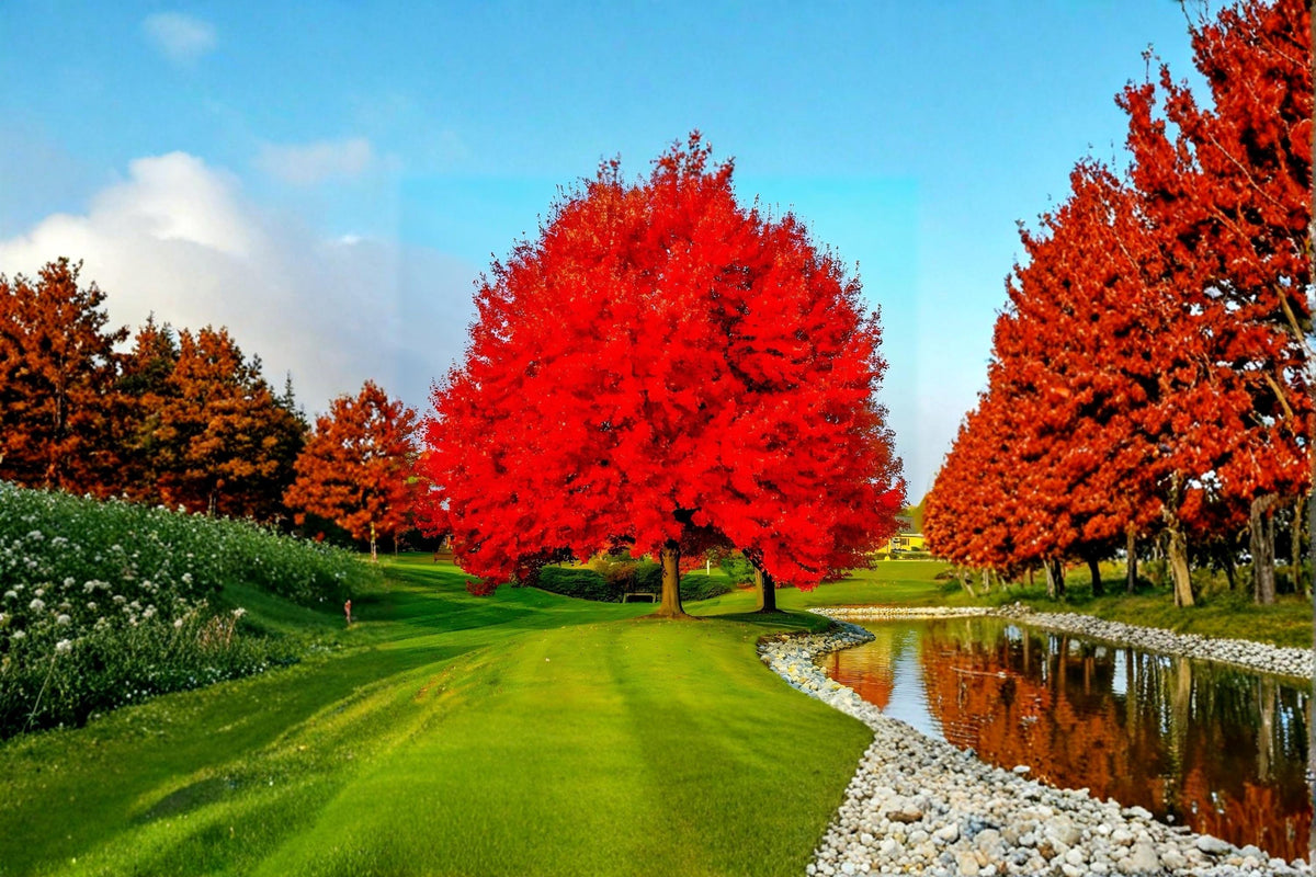 Red Maple Live Trees 18" Tall | Acer rubrum Fall Foliage Ornamental Tree | Bare Root Landscape Plant