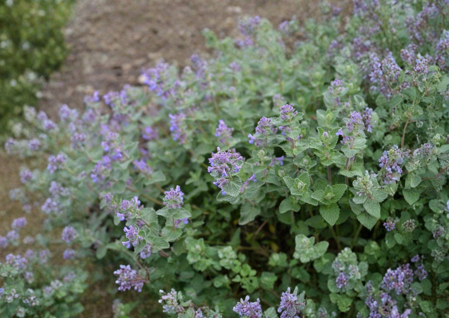Catnip Seeds, Heirloom Non-GMO Nepeta cataria, Aromatic Perennial Herb for Garden, Pollinator-Friendly, 1500+ Seeds