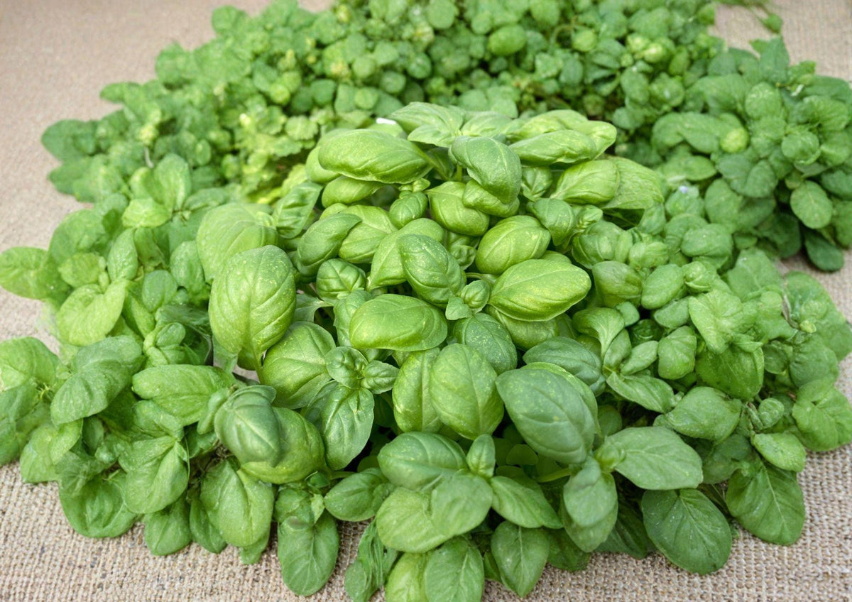 Genovese Basil Seeds, Heirloom Non-GMO, Aromatic Culinary Herb, Italian Sweet Basil, Pesto & Salad Herb, Organic Garden Planting