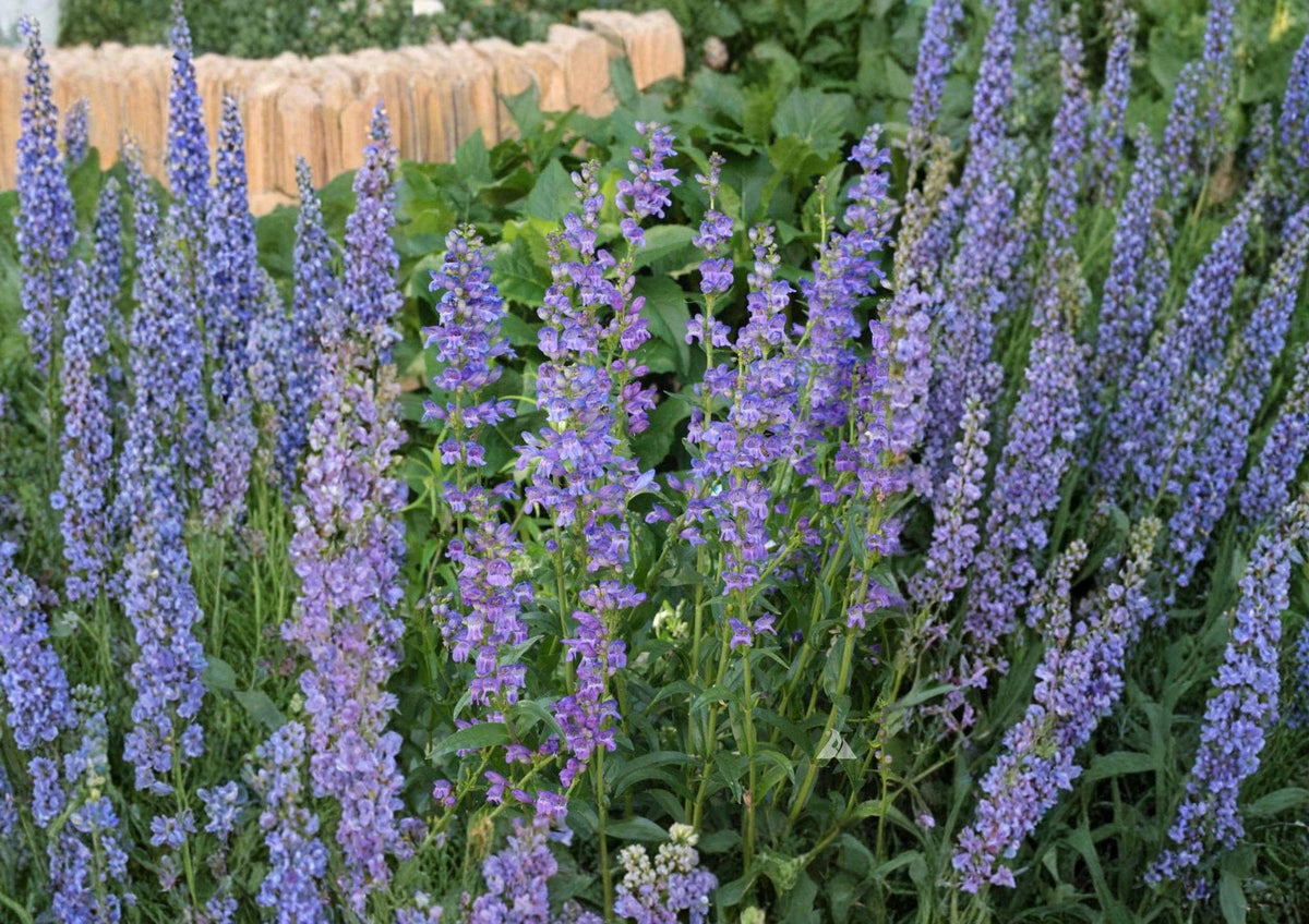Penstemon Strictus Seeds, Native Rocky Mountain Beardtongue, Perennial Wildflower, Drought-Tolerant, Purple Blooms, Pollinator-Friendly