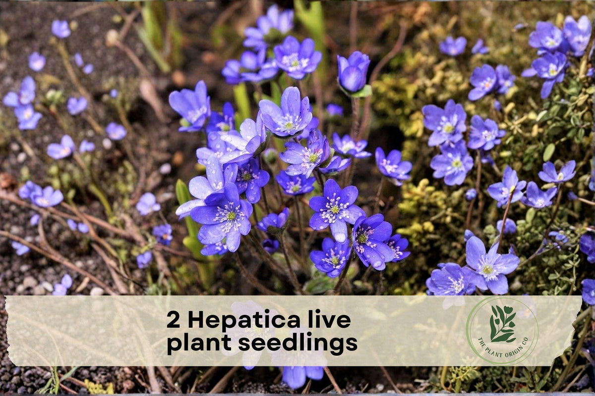 2 Hepatica americana Live Plant Seedlings - Early Spring Blooming Perennials for Shade Gardens