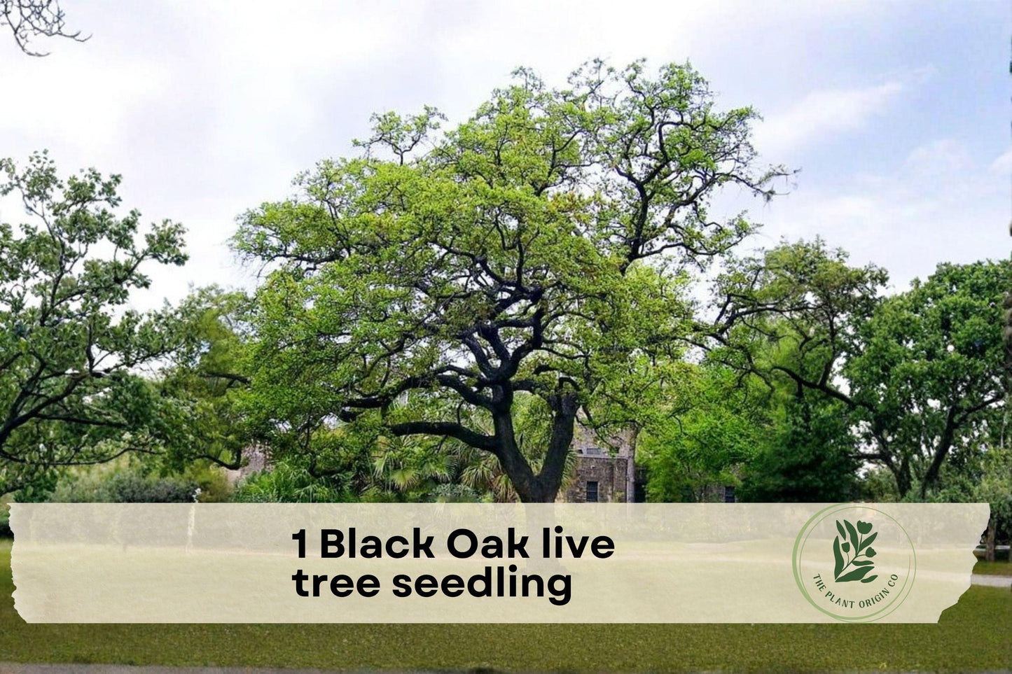 Black Oak Live Tree Seedling, Native Quercus velutina, Hardy Outdoor Plant for Landscaping and Gardens