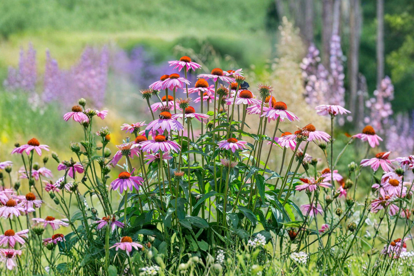 Purple Coneflower Seeds, Perennial Pollinator Friendly Garden Plant, Echinacea purpurea, 100+ Non-GMO Seeds
