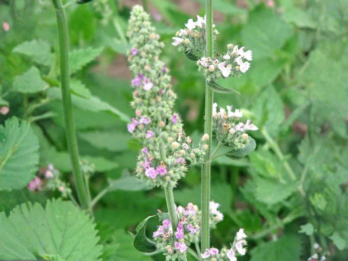 Heirloom Catnip Seeds (Nepeta cataria) – Non-GMO Herb Garden Planting for Indoor & Outdoor Gardens