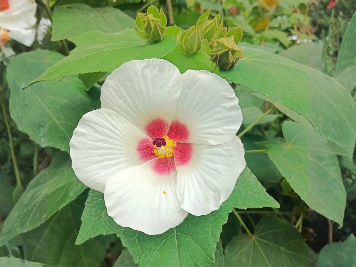 Hairy-fruited Hibiscus Seeds – Wooly Rose Mallow Heirloom Non-GMO Wildflower Garden Plants