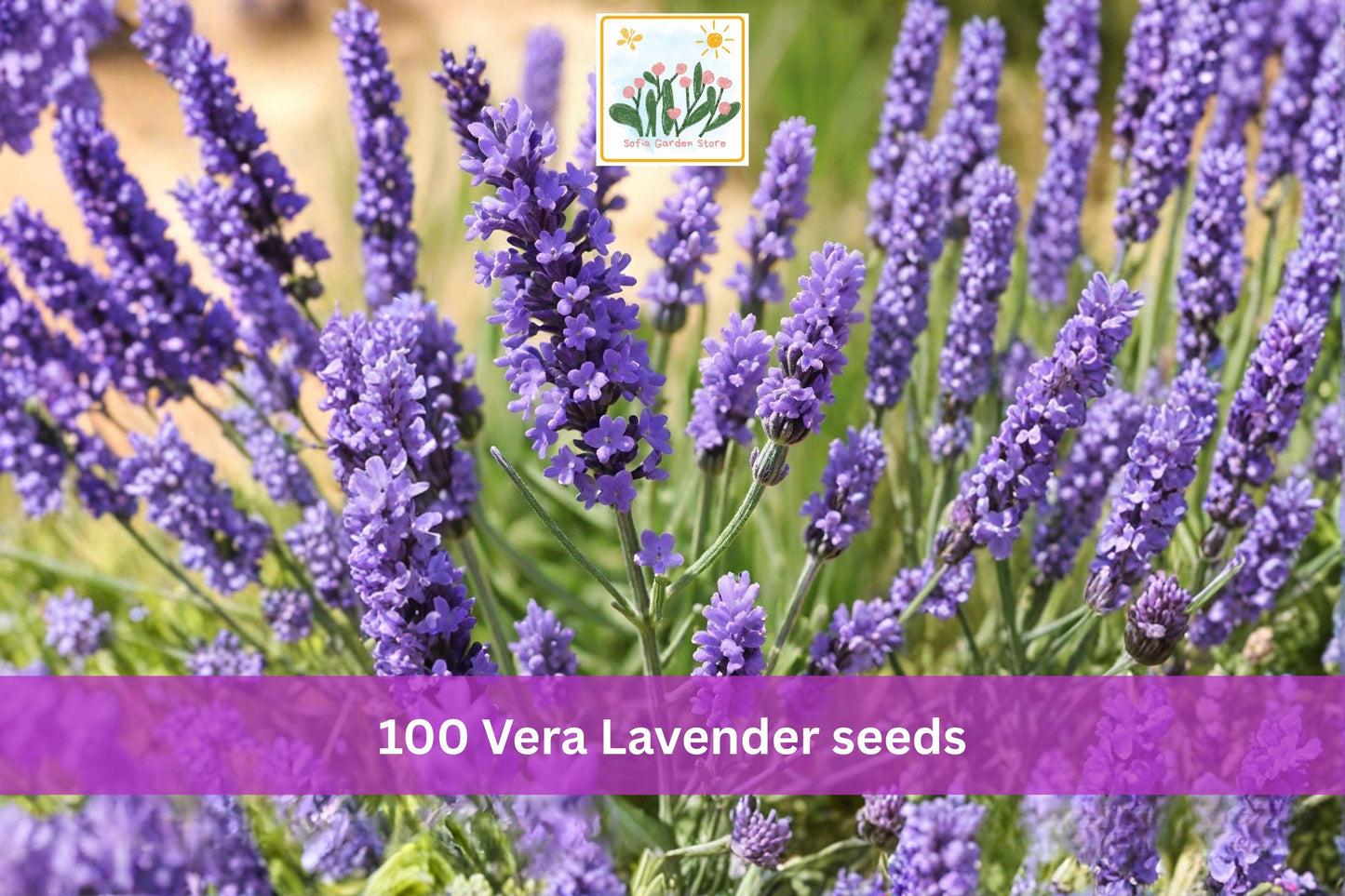 Vera Lavender Seeds – 100 Lavandula angustifolia English Lavender Herb Garden, Fragrant Purple Flowers, Drought Tolerant, Perennial