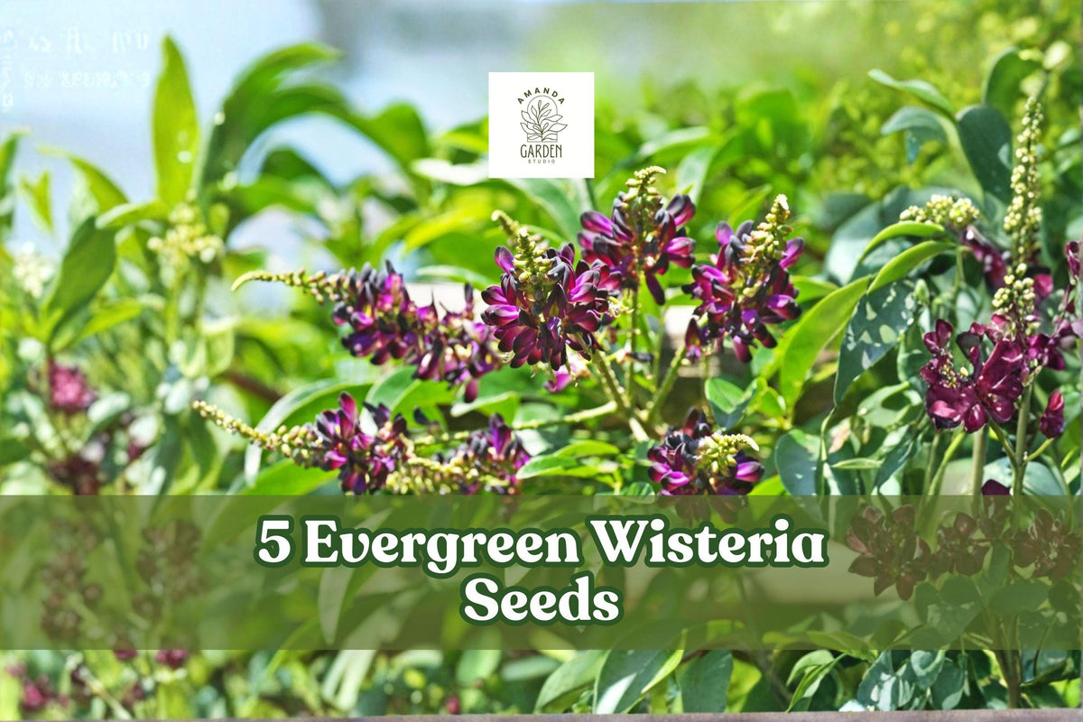 Evergreen Wisteria Seeds – Pink & White Climbing Vine for Garden Trellises & Fences – Wisteria spp.