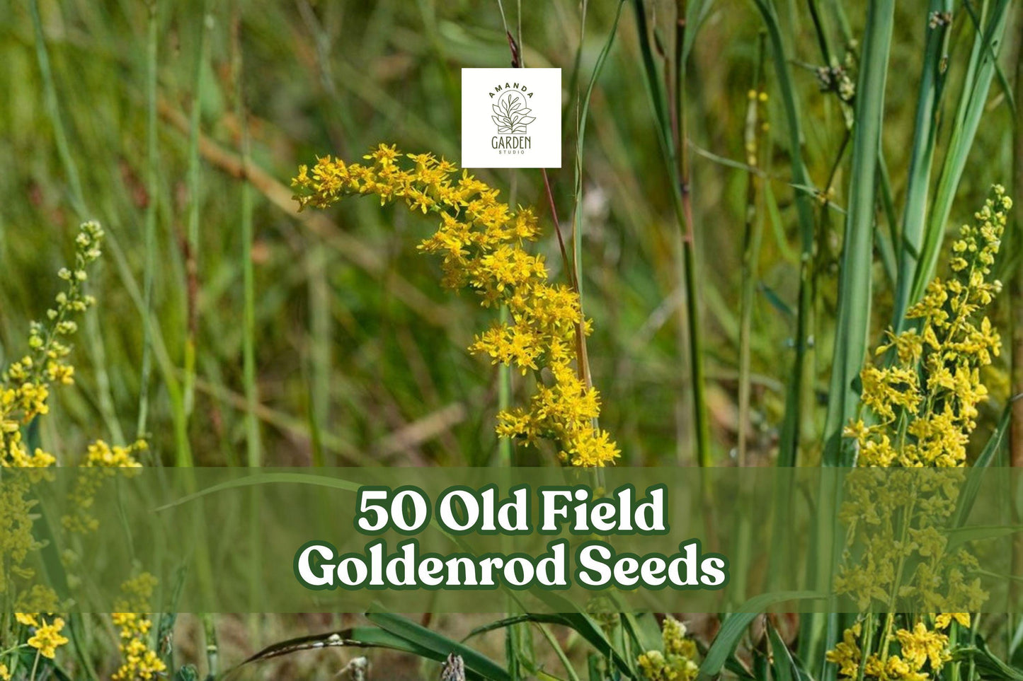 Old Field Goldenrod Seeds – Solidago nemoralis – Native Perennial Wildflower with Bright Yellow Flowers, Drought-Tolerant, Full Sun