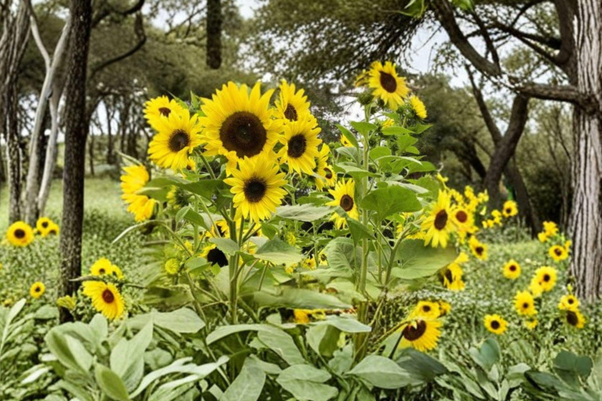 Lemon Queen Sunflower Seeds 50+ Heirloom Non-GMO Large Bloom Pollinator Garden, Helianthus annuus
