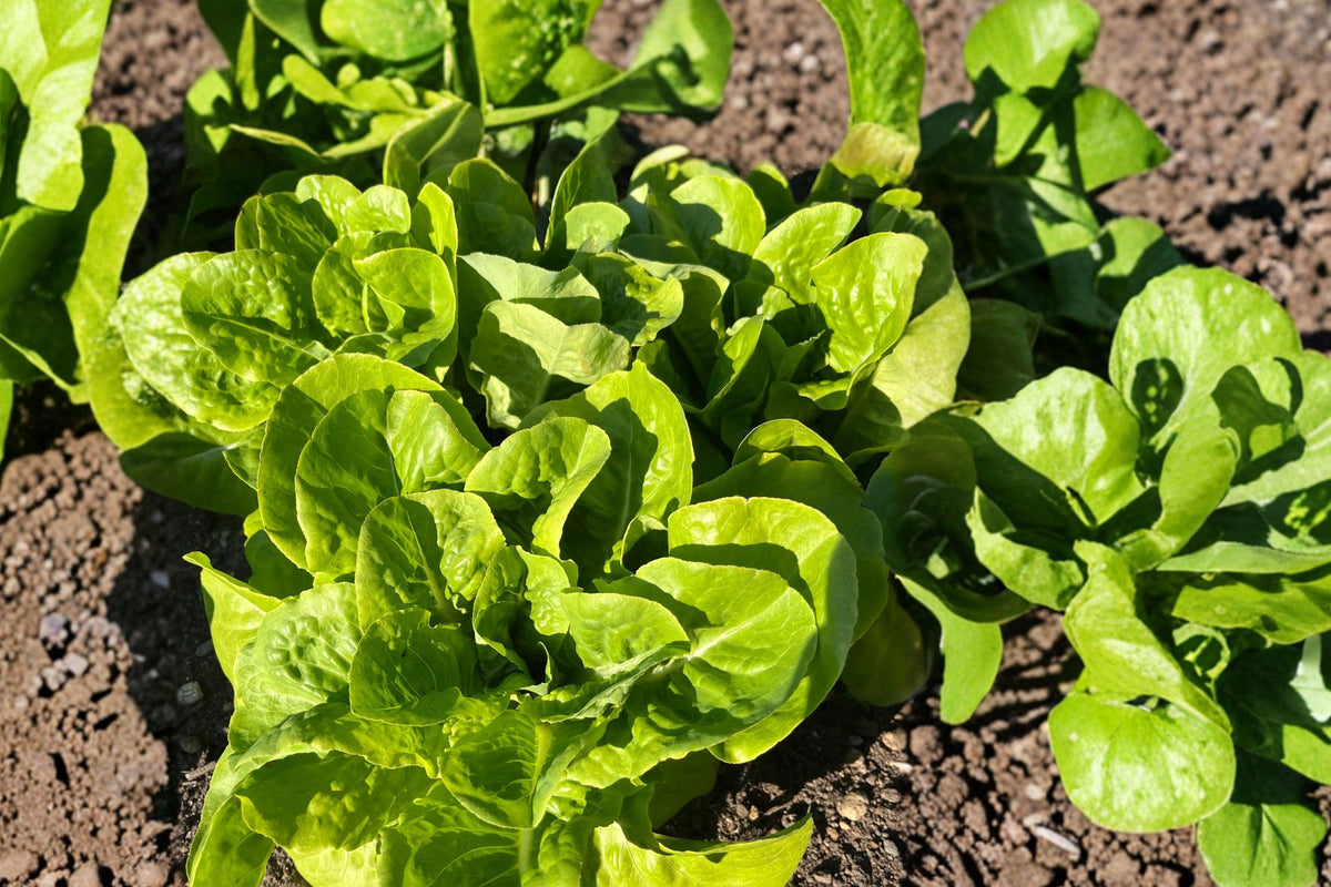 Heirloom Buttercrunch Lettuce Seeds – Non-GMO, Sweet, Crisp Garden Greens, Bibb Lettuce, Compact, Easy to Grow