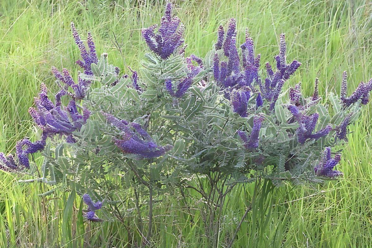 Lead Plant Seeds (Amorpha canescens) – Native Prairie Shrub with Purple Flowers, Drought-Tolerant, Pollinator-Friendly, Easy to Grow
