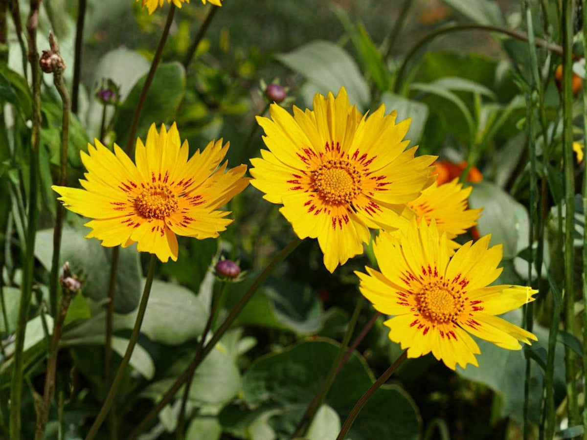 Coreopsis Nuecensis Seeds – Heirloom Picta Tickseed Wildflower Garden Seeds, Non-GMO, Open-Pollinated, Pollinator-Friendly, 30 Seeds