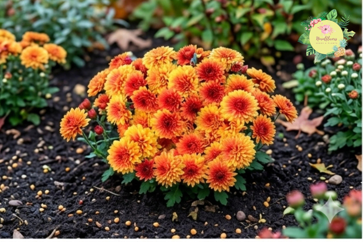 Honeyed Blaze Mum Seeds – Vibrant Orange and Yellow Chrysanthemum morifolium Annual Flowers, 200+ Seeds