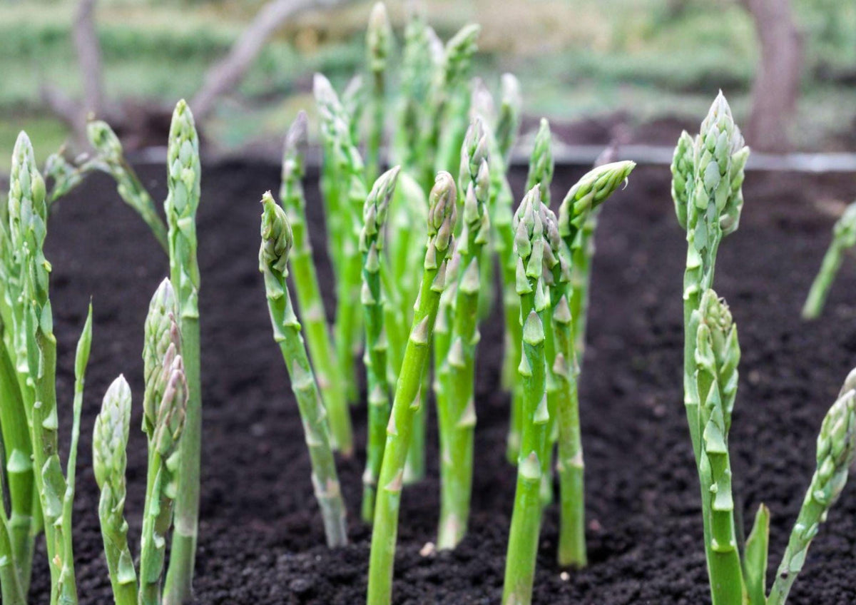 100+ Asparagus Seeds, Mary Washington Heirloom, Non-GMO Vegetable Seeds, Perennial Garden Planting, Hardy Asparagus Crowns