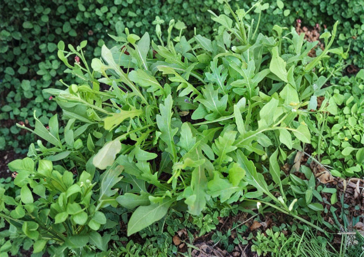 Rocket Arugula Seeds 1000+ Eruca sativa Heirloom Non-GMO Leafy Green Salad Vegetable Garden Planting