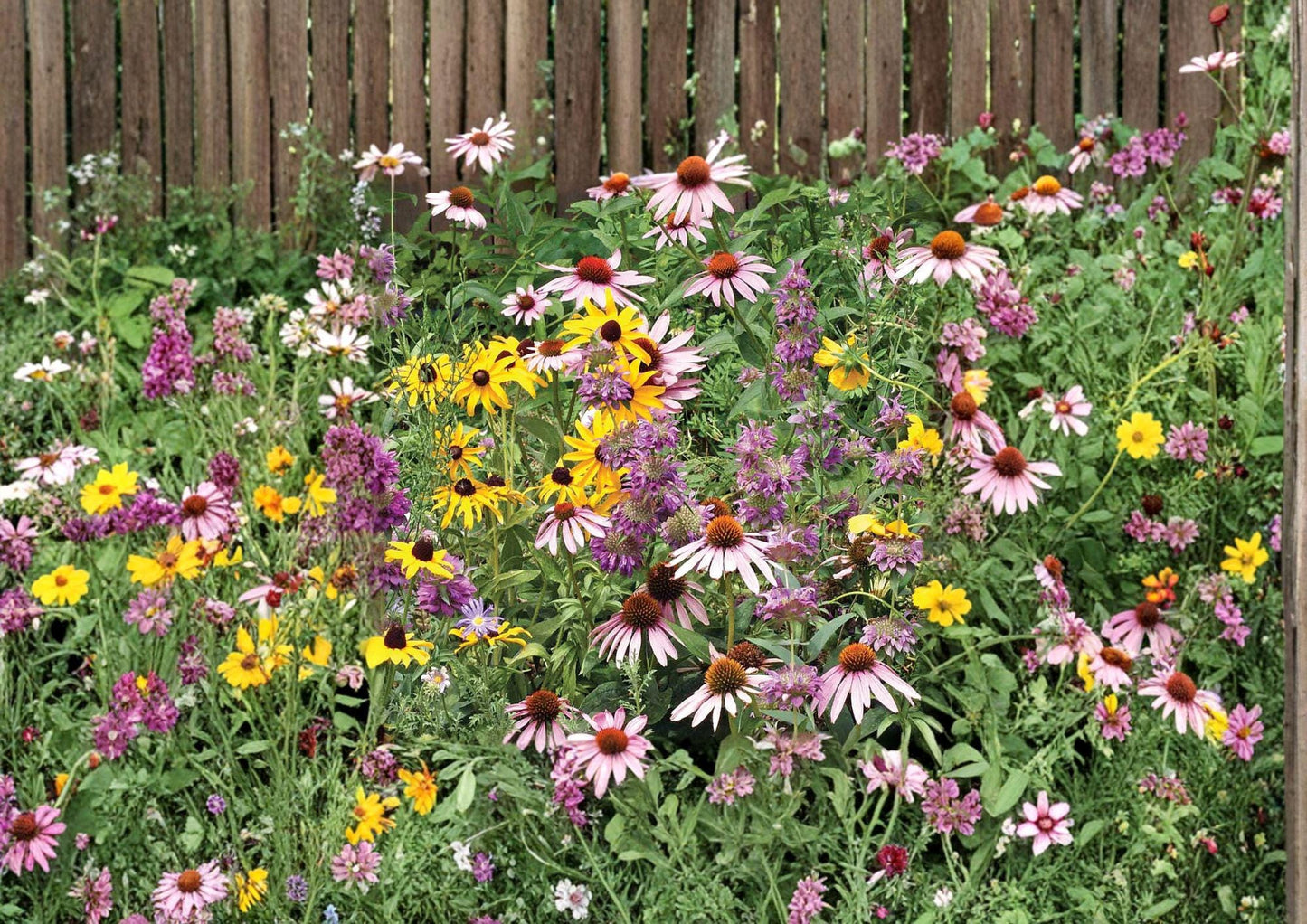 Purple Coneflower Seeds, Echinacea Purpurea, Wildflower, Pollinator-Friendly, Non-GMO, Heirloom, Perennial, Medicinal Plant Seeds