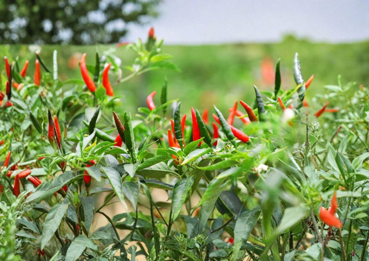 50+ Thai Hot Pepper Seeds Heirloom Non-GMO Spicy Chili Pepper Seeds Capsicum Garden Planting