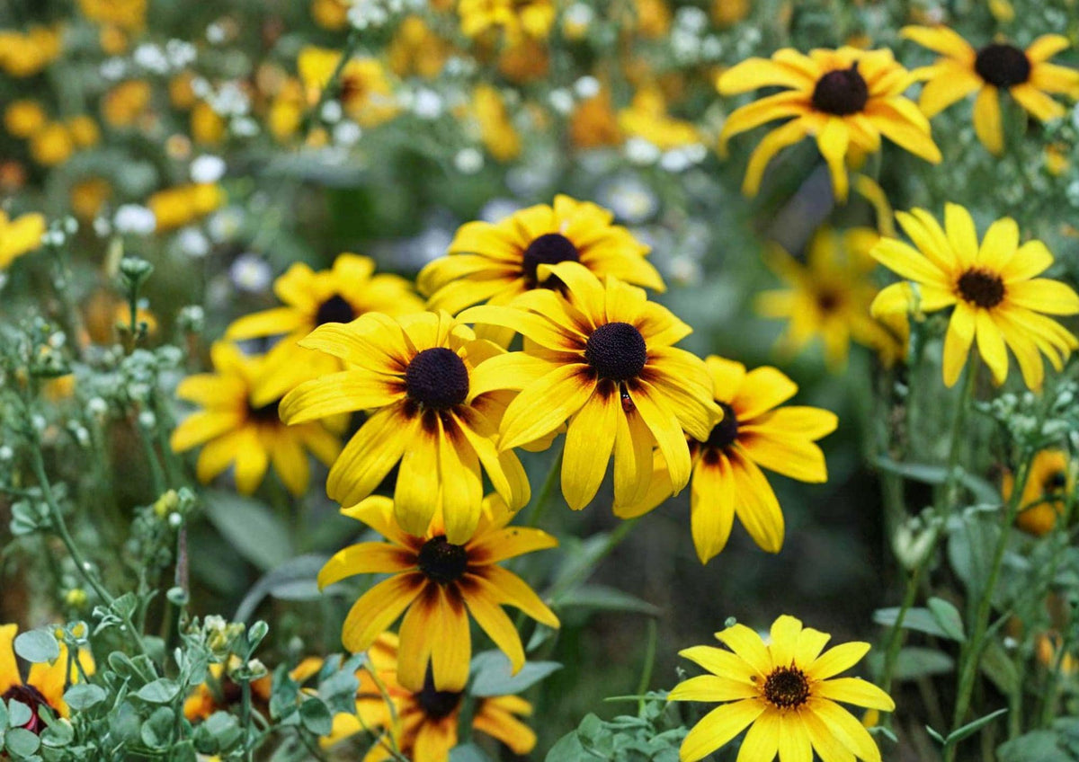 Black Eyed Susan Seeds, Rudbeckia hirta, Wildflower, Pollinator Friendly, Heirloom, Non-GMO, Yellow Flower, Garden Planting Seeds