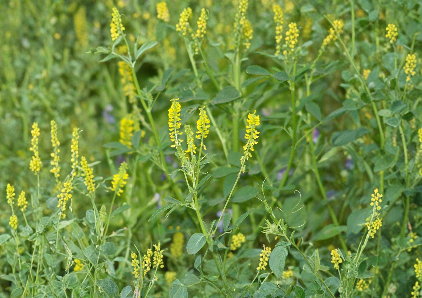 Sweet Clover Seeds Melilotus Officinalis Non-GMO Cover Crop Pollinator-Friendly Soil-Improving Seeds