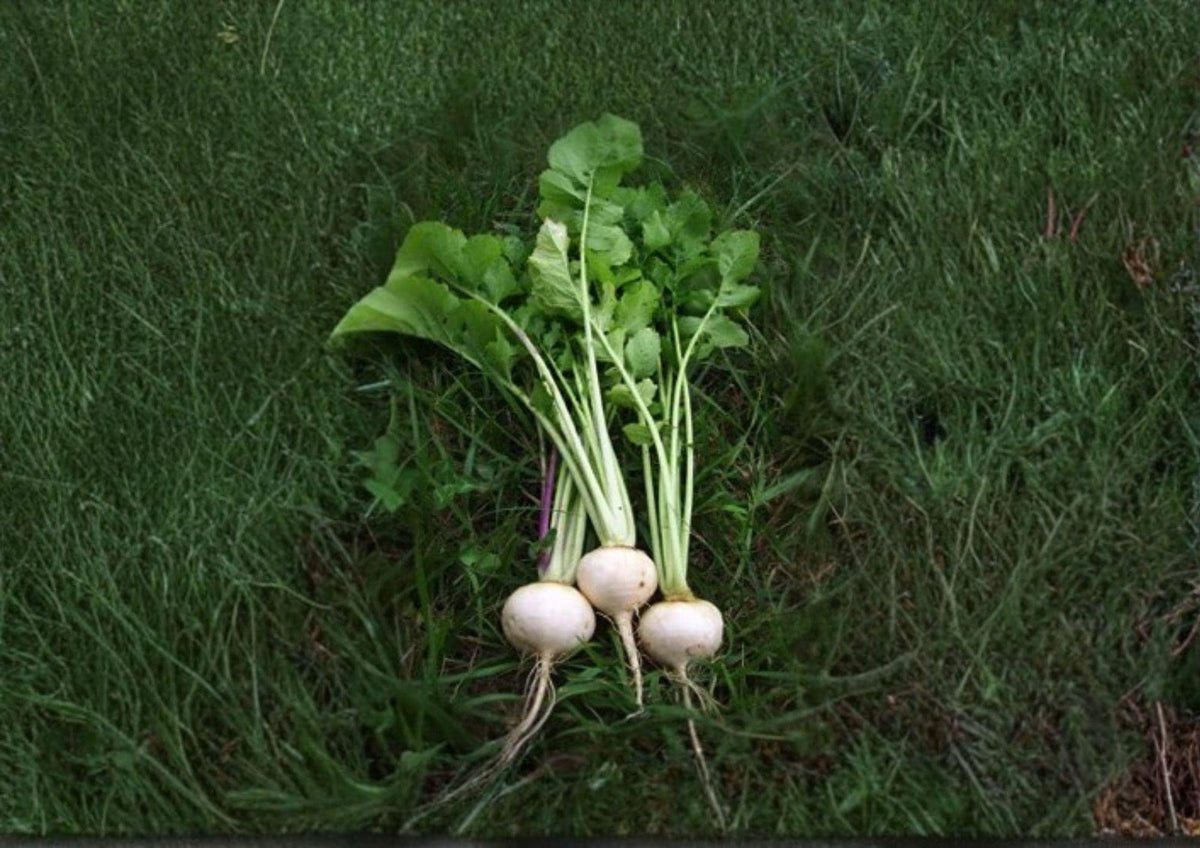 Seven Top Turnip Greens Seeds – Heirloom Brassica Rapa Leafy Vegetable for Garden, Non-GMO, 600 Seeds