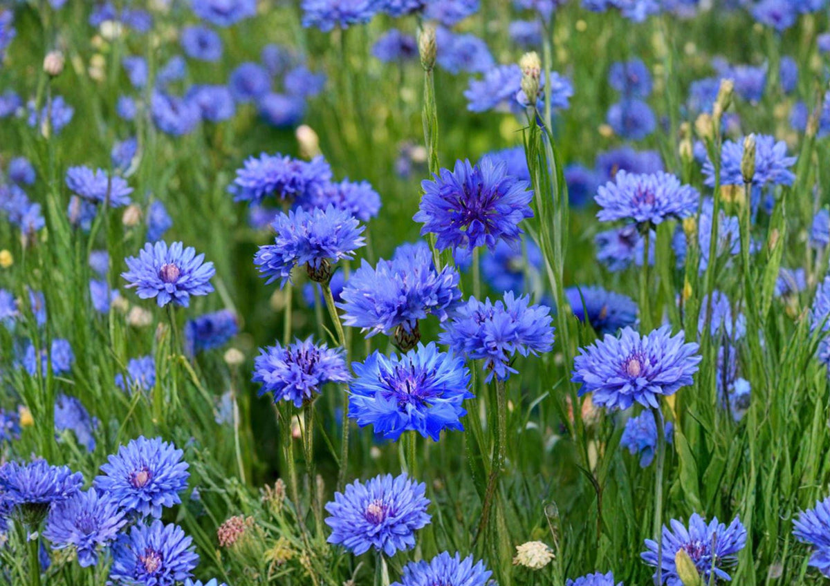 Cornflower Seeds 200 Pack - Blue Bachelor’s Button Wildflower for Gardens, Borders & Pollinators - Centaurea cyanus