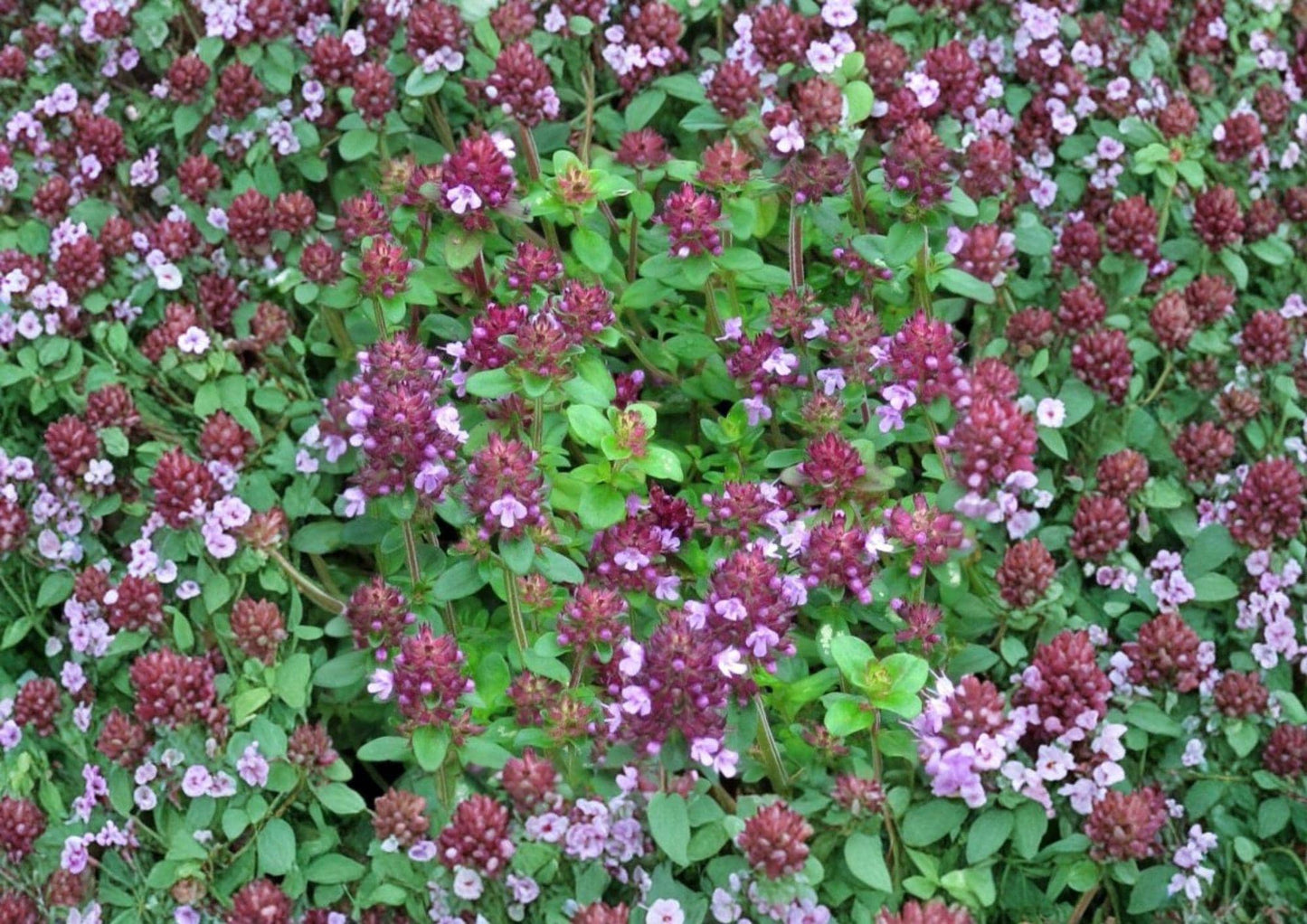 Wild Thyme Seeds, Thymus pulegioides, Creeping Lemon Thyme, Fragrant Perennial Herb, Groundcover, Pollinator-Friendly, Non-GMO