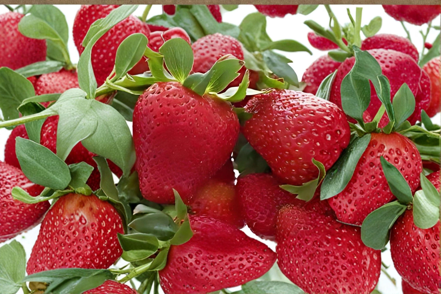 Seascape Strawberry Plants - 20 Roots, Fragaria × ananassa, Bare Root, Fruit Plant, White Blossoms, Red Berries
