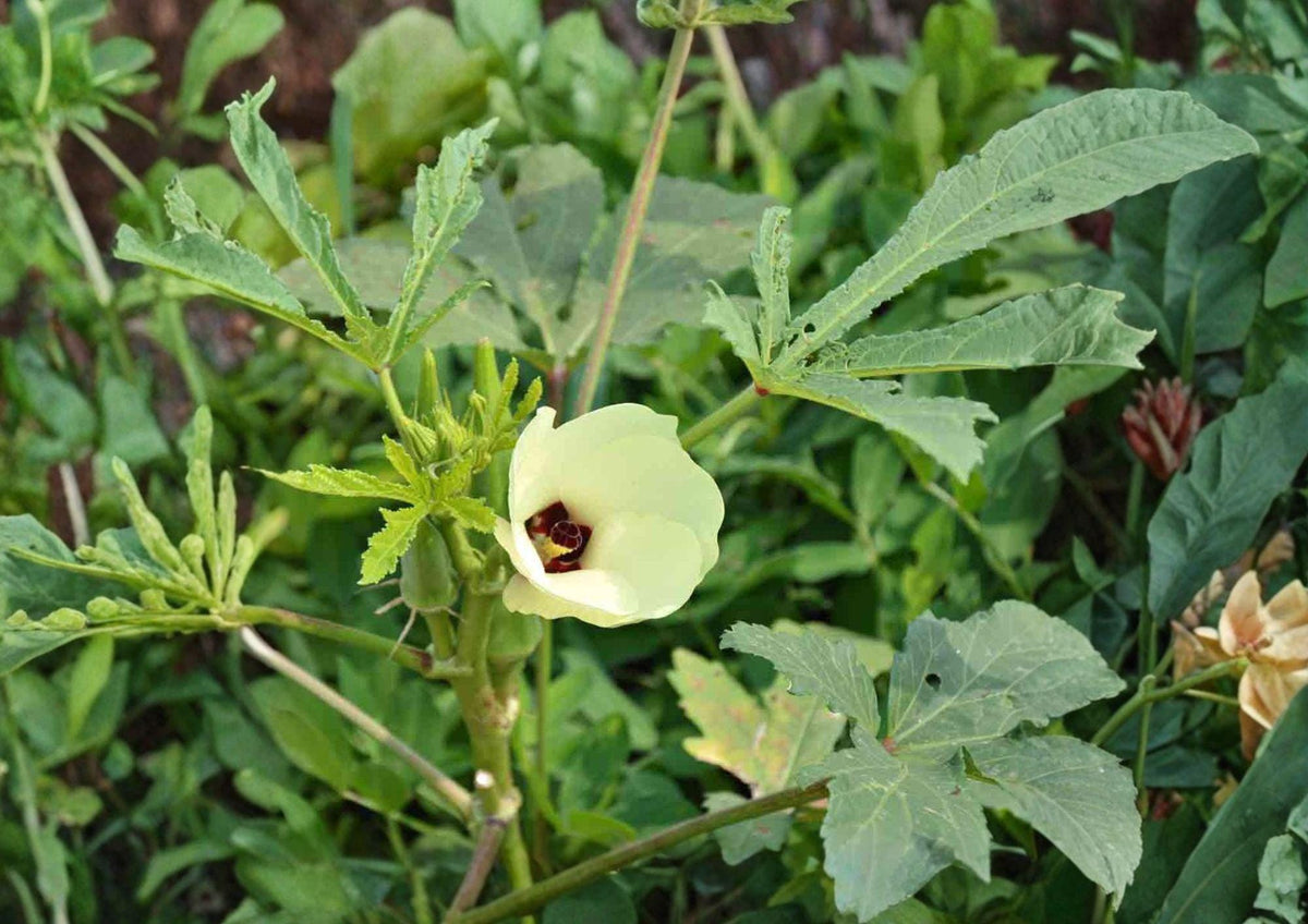 Okra Seeds 50 Heirloom Abelmoschus esculentus Non-GMO High Yield Warm Season Vegetable Garden Plant