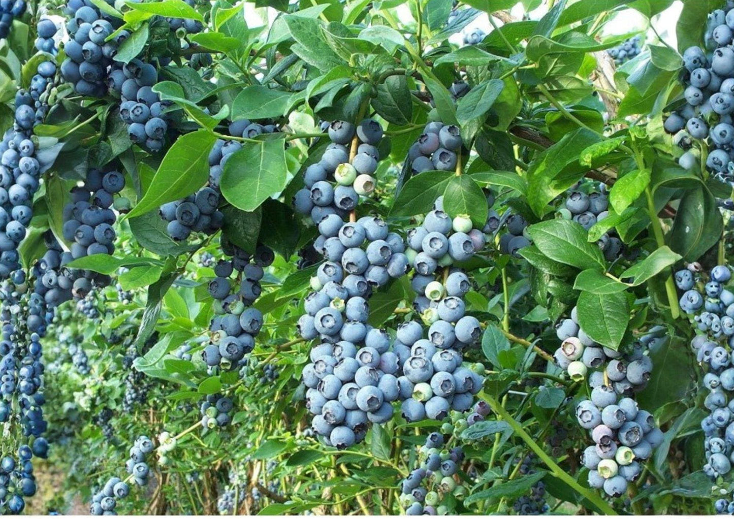 Blueberry Seeds, Highbush Vaccinium corymbosum, Heirloom Non-GMO Fruit Seeds for Garden, Berry Planting, Homegrown Blueberries