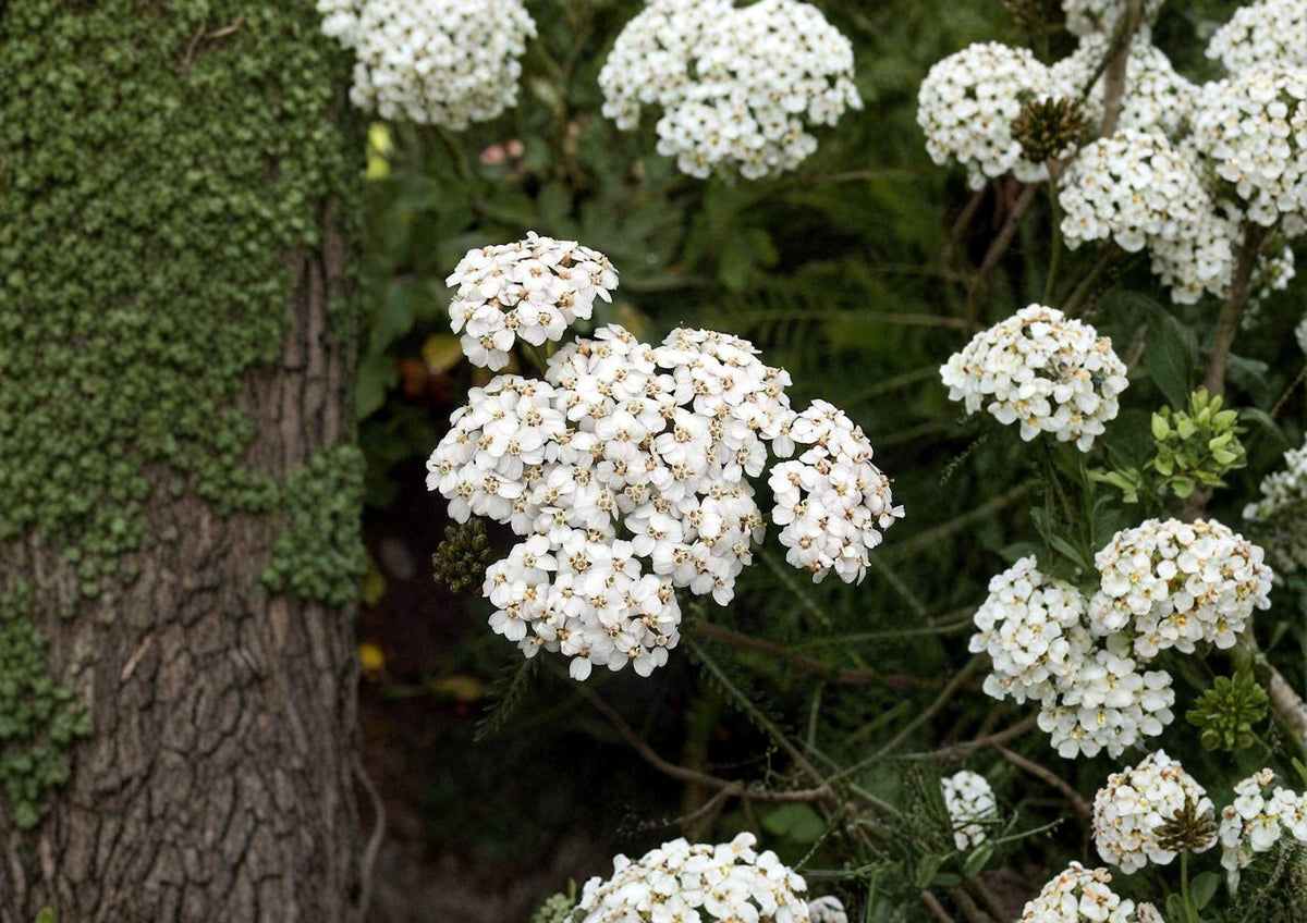 White Yarrow Seeds, Achillea millefolium, Pollinator-Friendly Perennial Wildflower, Non-GMO, Medicinal Herb, Drought-Tolerant, Garden Planting